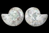 Bargain, Cut & Polished Ammonite Fossil - Madagascar #88053-1